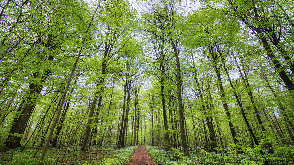 Baumspitzen im Boller Skov bei Horsens
