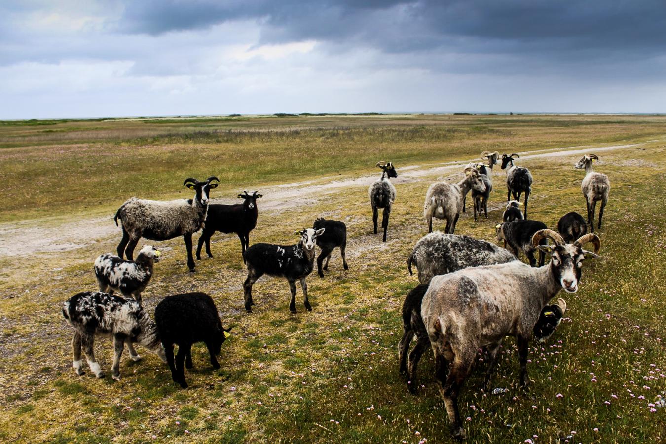 Ziegen essen an einem Fußweg auf Endelave Gras