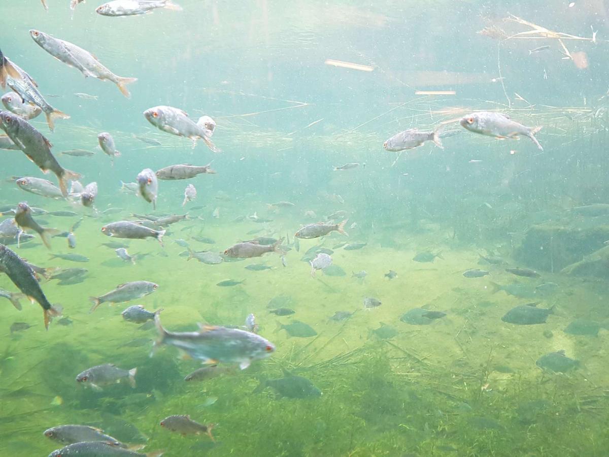 Fische schwimmen unter Wasser im Gudenå