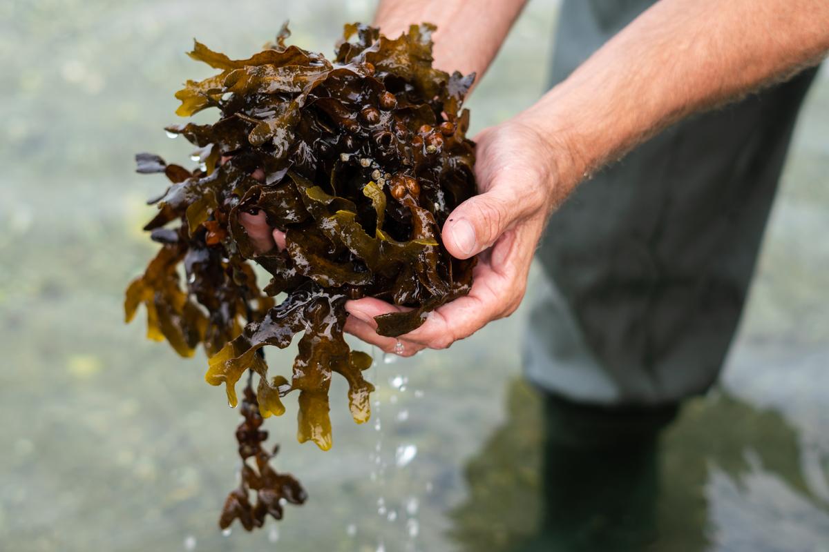 Ein Mann in Watstiefeln hält draußen im Wasser Tang in seinen Händen in der Urlaubsregion Küstenland