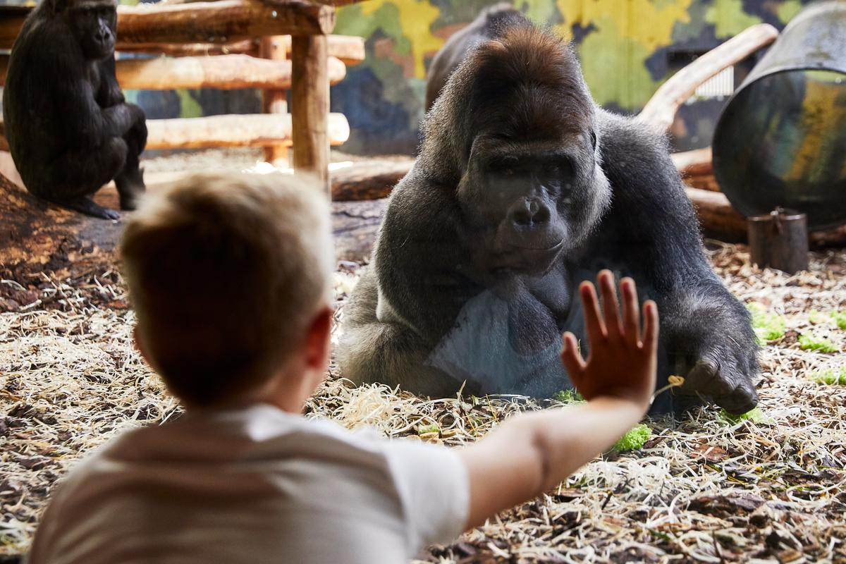 Dreng og gorilla i Givskud Zoo