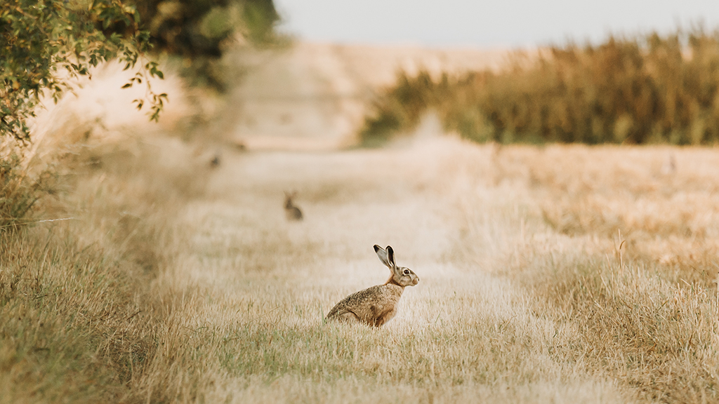 vandreruten Kaninoen på Endelave i Destination Kystlandet