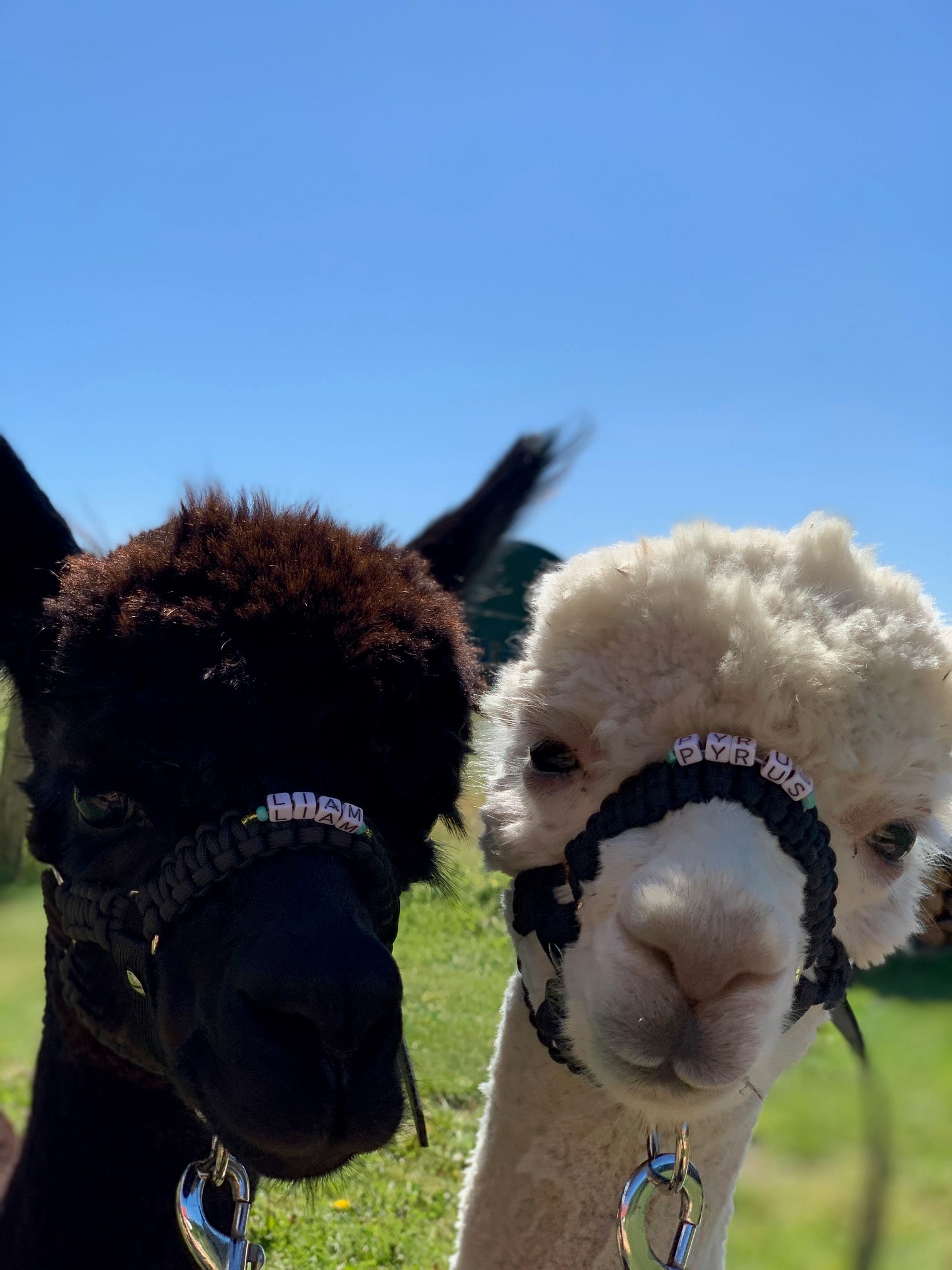 En brun og hvid alpaca