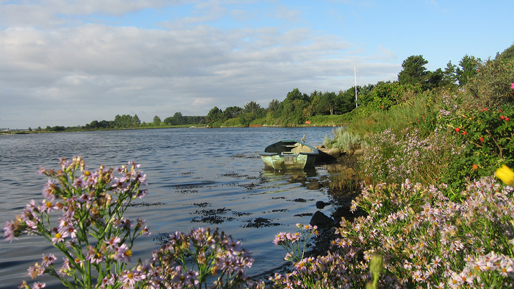 Blomster ved kysten ved Norsminde Fjord