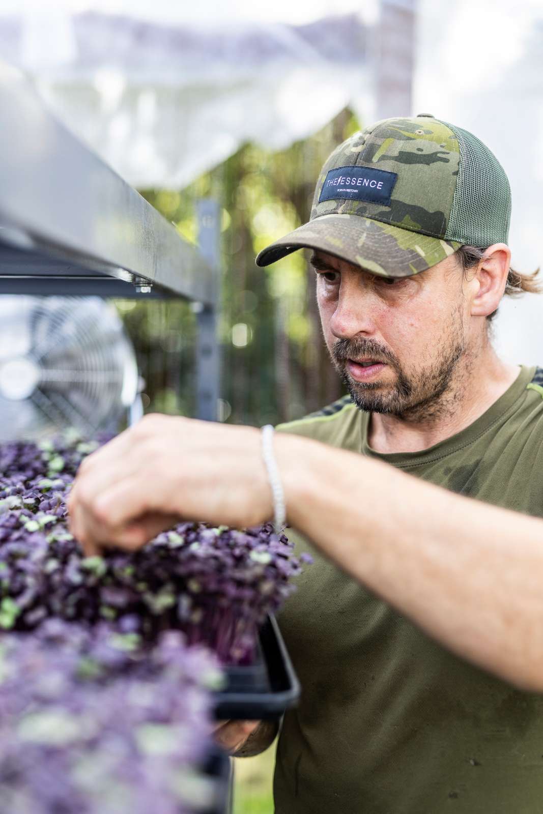 Mand står med fingrene i en bakke med mikrogrønt i et gartneri